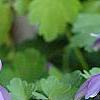Aquilegia flabellata 'Mini-Star', flowers