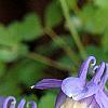 Aquilegia flabellata 'Mini-Star', flowers