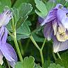 Aquilegia flabellata 'Mini-Star', flowers