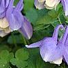 Aquilegia flabellata 'Mini-Star', flowers
