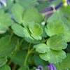 Aquilegia flabellata 'Mini-Star', flowers