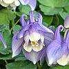 Aquilegia flabellata 'Mini-Star', flowers
