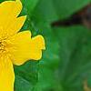 Caltha palustris, flowers