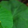 Caltha palustris, flowers