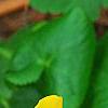 Caltha palustris, flowers