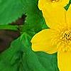 Caltha palustris, flowers