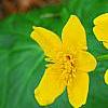 Caltha palustris, flowers