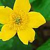 Caltha palustris, flowers