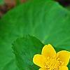 Caltha palustris, flowers