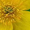 Caltha palustris, flowers