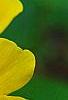Caltha palustris, flowers