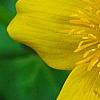 Caltha palustris, flowers