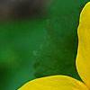Caltha palustris, flowers