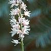 Actaea japonica, flowers