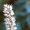 Actaea japonica, flowers