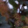 Actaea racemosa, flowers