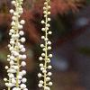 Actaea racemosa, flowers