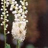 Actaea racemosa, flowers