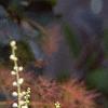 Actaea racemosa, flowers