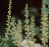 Actaea racemosa, flowers