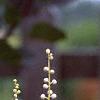 Actaea racemosa, flowers