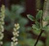 Actaea racemosa, flowers