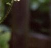 Actaea racemosa, flowers