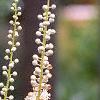 Actaea racemosa, flowers