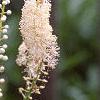 Actaea racemosa, flowers