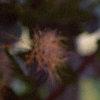 Actaea racemosa, flowers