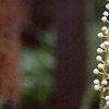Actaea racemosa, flowers