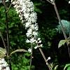 Actaea racemosa 'Atropurpurea', flowers