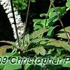 Actaea racemosa 'Atropurpurea', flowers