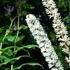 Actaea racemosa 'Atropurpurea', flowers