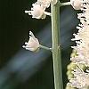 Actaea simplex 'White Pearl', flowers