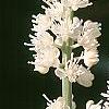 Actaea simplex 'White Pearl', flowers