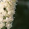 Actaea simplex 'White Pearl', flowers
