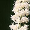 Actaea simplex 'White Pearl', flowers