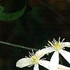 Clematis armandii, flowers