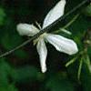 Clematis armandii, flowers