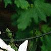 Clematis armandii, flowers