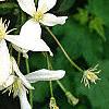 Clematis armandii, flowers