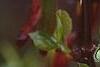 Clematis armandii 'Apple Blossom', flowers
