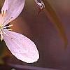 Clematis armandii 'Apple Blossom', flowers
