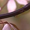 Clematis armandii 'Apple Blossom', flowers