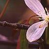 Clematis armandii 'Apple Blossom', flowers