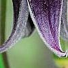 Clematis 'Fascination', flowers