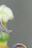 Clematis 'Fascination', flowers
