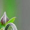 Clematis 'Fascination', flowers