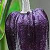 Clematis 'Fascination', flowers
